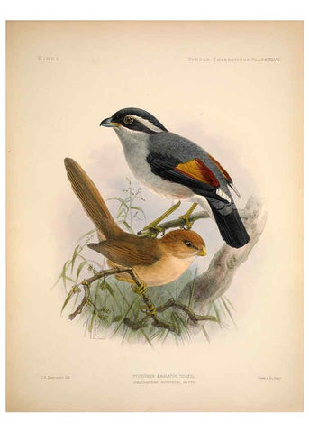 Reproducción/Reproduction 6257633861: Anatomical and zoological researches v.2. London,B. Quaritch,1878