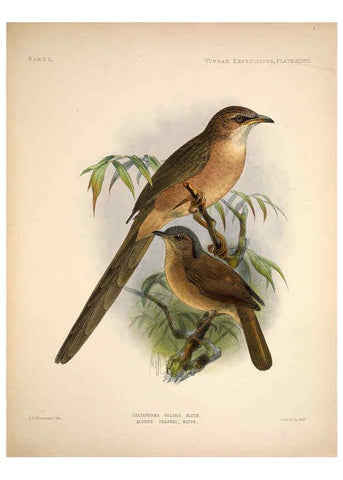 Reproducción/Reproduction 6258160562: Anatomical and zoological researches v.2. London,B. Quaritch,1878
