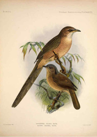 Reproducción/Reproduction 6258160562: Anatomical and zoological researches v.2. London,B. Quaritch,1878
