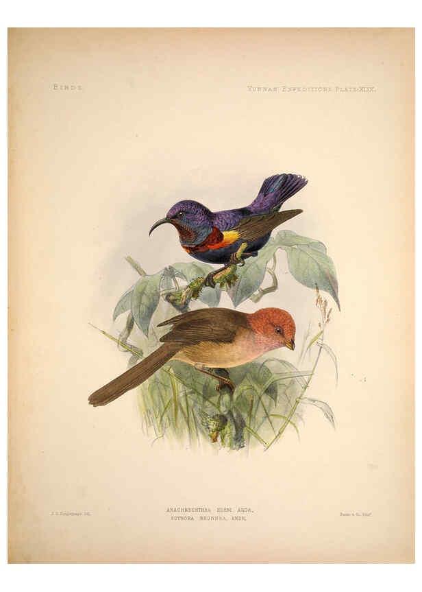 Reproducción/Reproduction 6257634453: Anatomical and zoological researches v.2. London,B. Quaritch,1878