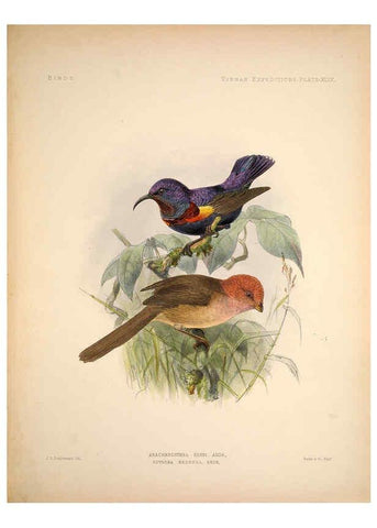 Reproducción/Reproduction 6257634453: Anatomical and zoological researches v.2. London,B. Quaritch,1878