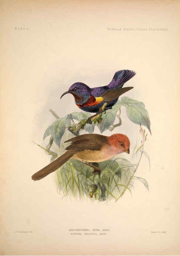 Reproducción/Reproduction 6257634453: Anatomical and zoological researches v.2. London,B. Quaritch,1878