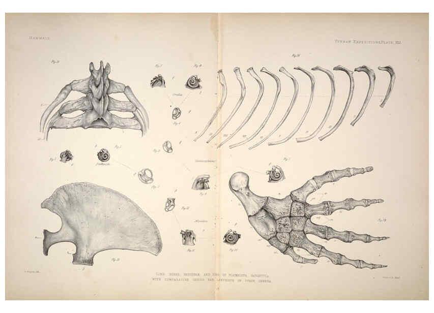 Reproducción/Reproduction 6257632373: Anatomical and zoological researches v.2. London,B. Quaritch,1878