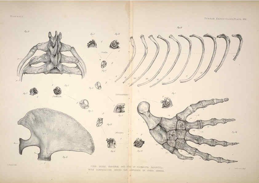 Reproducción/Reproduction 6257632373: Anatomical and zoological researches v.2. London,B. Quaritch,1878