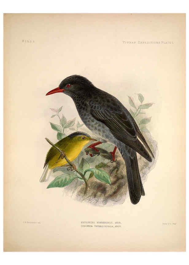 Reproducción/Reproduction 6257634785: Anatomical and zoological researches v.2. London,B. Quaritch,1878