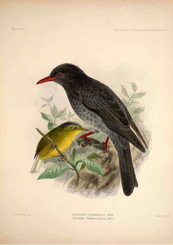 Reproducción/Reproduction 6257634785: Anatomical and zoological researches v.2. London,B. Quaritch,1878