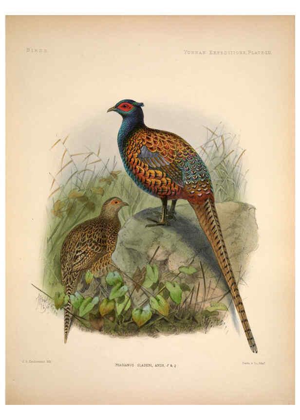 Reproducción/Reproduction 6258161566: Anatomical and zoological researches v.2. London,B. Quaritch,1878