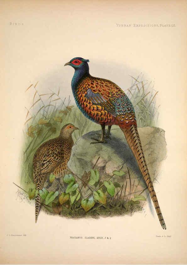 Reproducción/Reproduction 6258161566: Anatomical and zoological researches v.2. London,B. Quaritch,1878