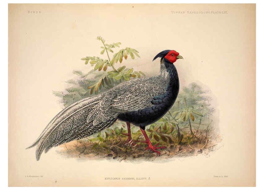 Reproducción/Reproduction 6257635363: Anatomical and zoological researches v.2. London,B. Quaritch,1878