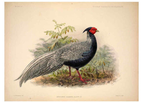 Reproducción/Reproduction 6257635363: Anatomical and zoological researches v.2. London,B. Quaritch,1878