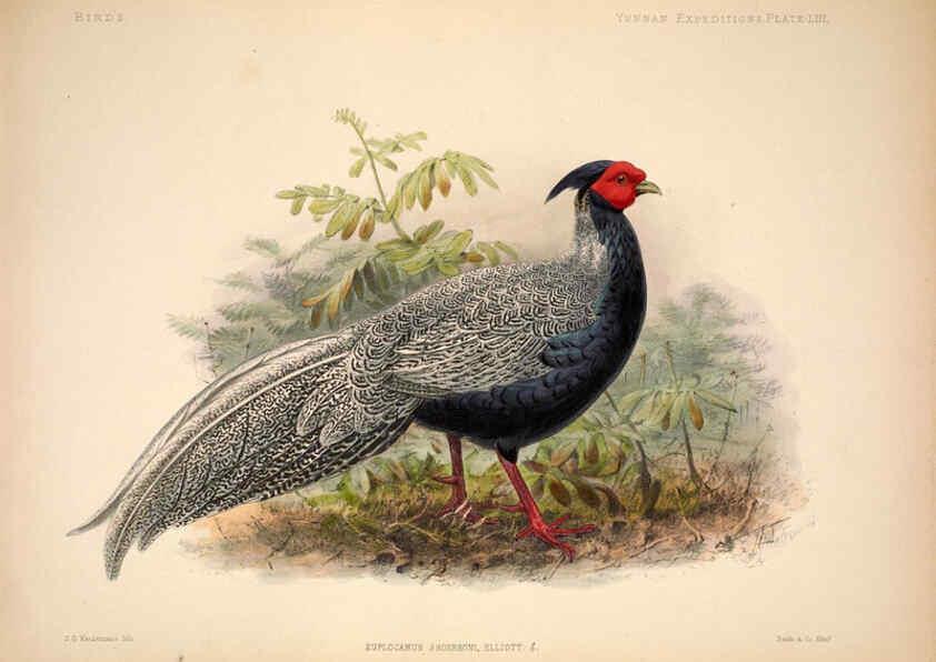 Reproducción/Reproduction 6257635363: Anatomical and zoological researches v.2. London,B. Quaritch,1878