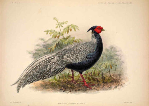 Reproducción/Reproduction 6257635363: Anatomical and zoological researches v.2. London,B. Quaritch,1878