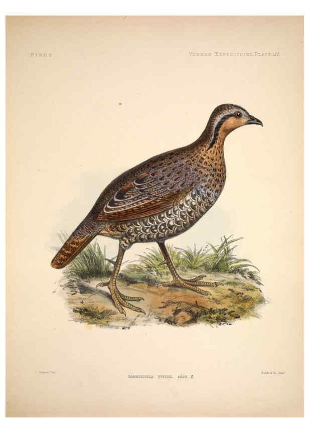 Reproducción/Reproduction 6257635589: Anatomical and zoological researches v.2. London,B. Quaritch,1878