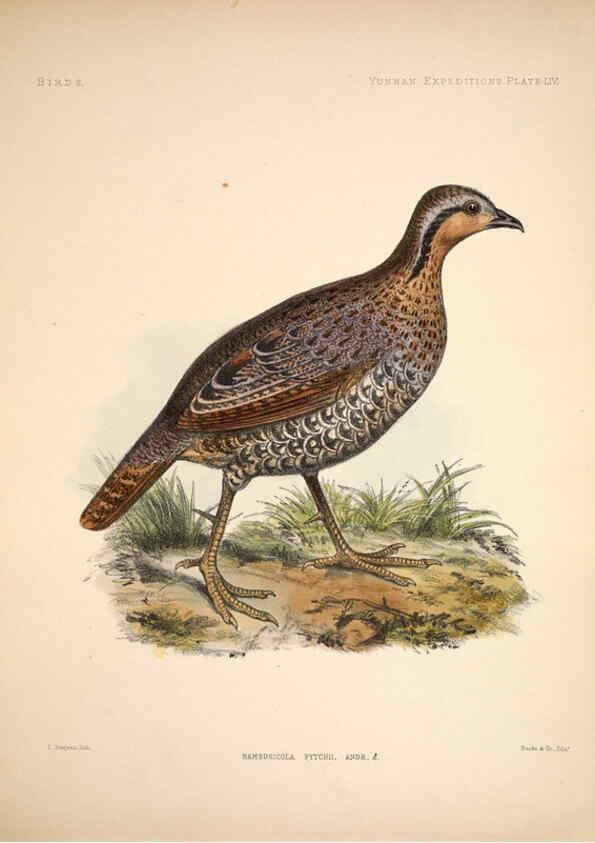 Reproducción/Reproduction 6257635589: Anatomical and zoological researches v.2. London,B. Quaritch,1878
