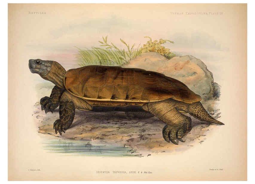Reproducción/Reproduction 6257635761: Anatomical and zoological researches v.2. London,B. Quaritch,1878
