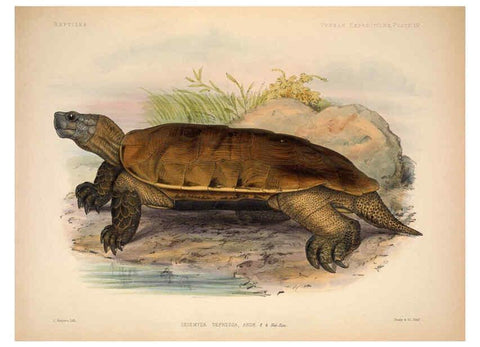 Reproducción/Reproduction 6257635761: Anatomical and zoological researches v.2. London,B. Quaritch,1878