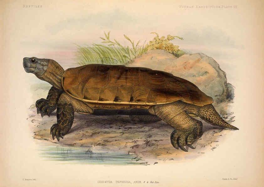 Reproducción/Reproduction 6257635761: Anatomical and zoological researches v.2. London,B. Quaritch,1878