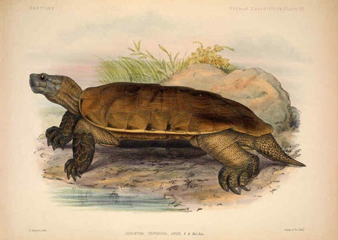 Reproducción/Reproduction 6257635761: Anatomical and zoological researches v.2. London,B. Quaritch,1878