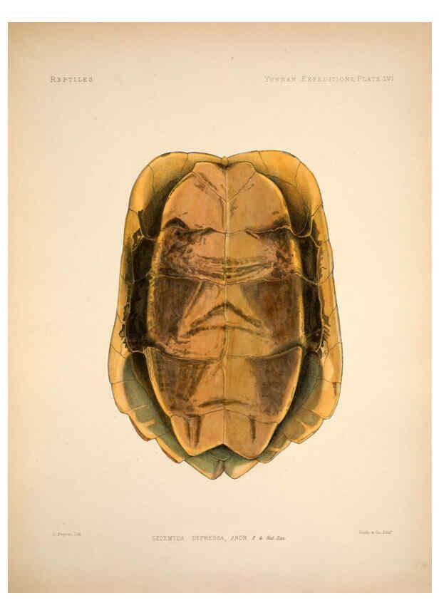 Reproducción/Reproduction 6257636067: Anatomical and zoological researches v.2. London,B. Quaritch,1878
