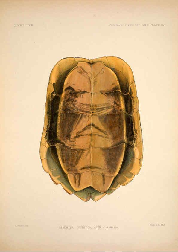 Reproducción/Reproduction 6257636067: Anatomical and zoological researches v.2. London,B. Quaritch,1878