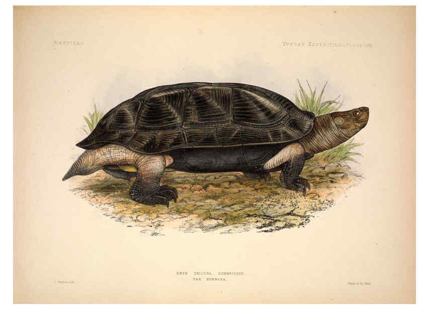Reproducción/Reproduction 6257636255: Anatomical and zoological researches v.2. London,B. Quaritch,1878