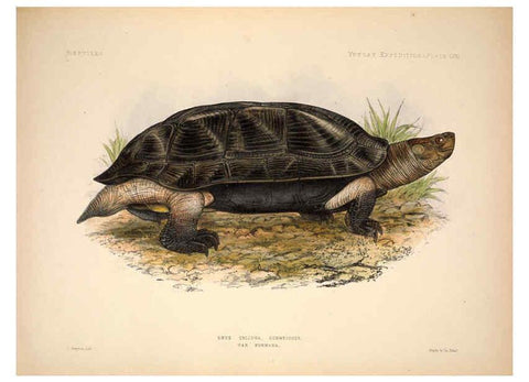 Reproducción/Reproduction 6257636255: Anatomical and zoological researches v.2. London,B. Quaritch,1878