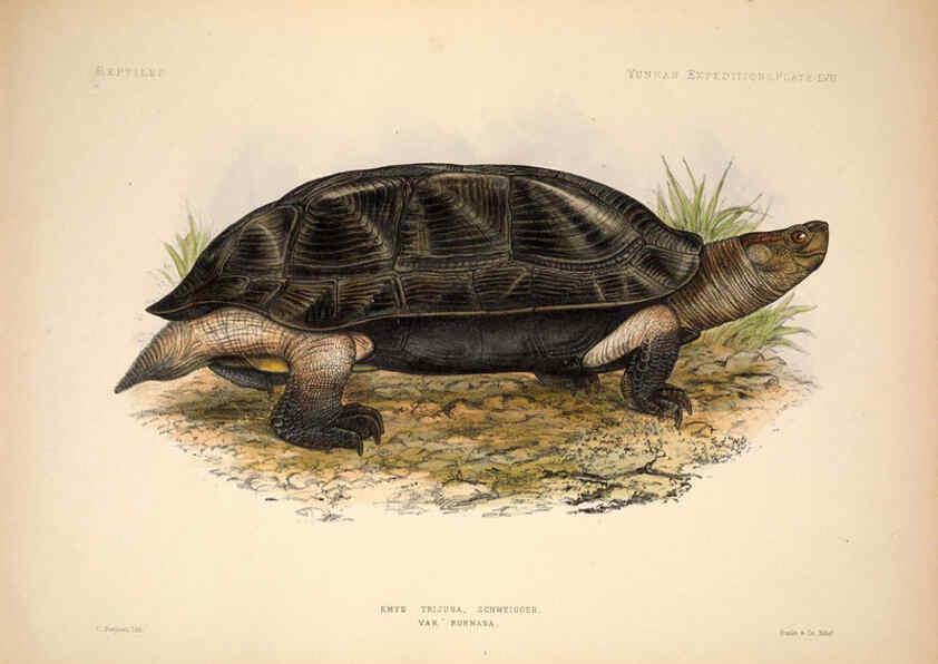 Reproducción/Reproduction 6257636255: Anatomical and zoological researches v.2. London,B. Quaritch,1878