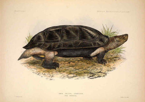 Reproducción/Reproduction 6257636255: Anatomical and zoological researches v.2. London,B. Quaritch,1878
