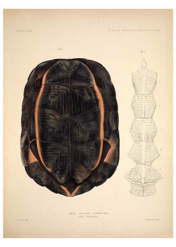 Reproducción/Reproduction 6258162974: Anatomical and zoological researches v.2. London,B. Quaritch,1878