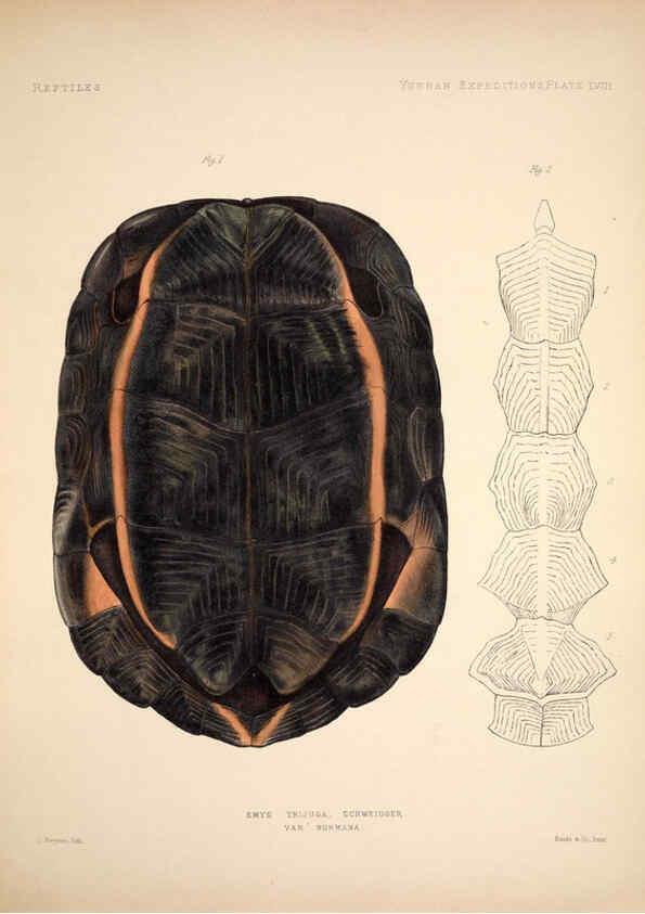 Reproducción/Reproduction 6258162974: Anatomical and zoological researches v.2. London,B. Quaritch,1878