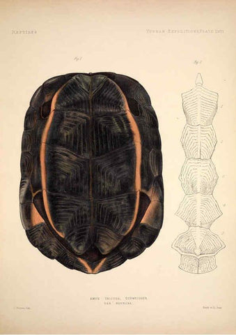 Reproducción/Reproduction 6258162974: Anatomical and zoological researches v.2. London,B. Quaritch,1878