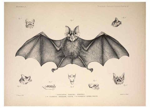 Reproducción/Reproduction 6258149474: Anatomical and zoological researches v.2. London,B. Quaritch,1878