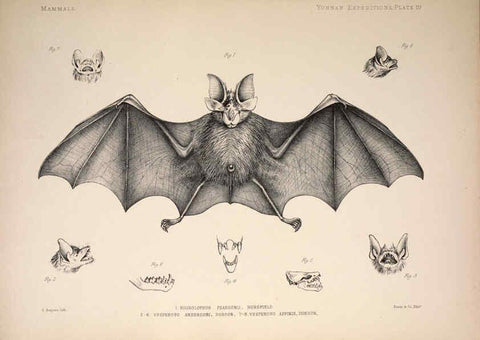 Reproducción/Reproduction 6258149474: Anatomical and zoological researches v.2. London,B. Quaritch,1878