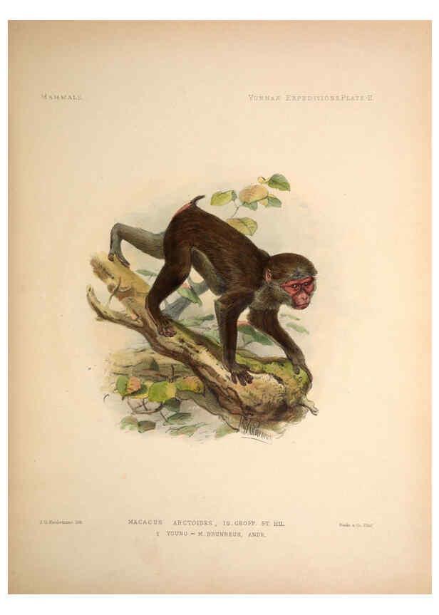 Reproducción/Reproduction 6257622667: Anatomical and zoological researches v.2. London,B. Quaritch,1878