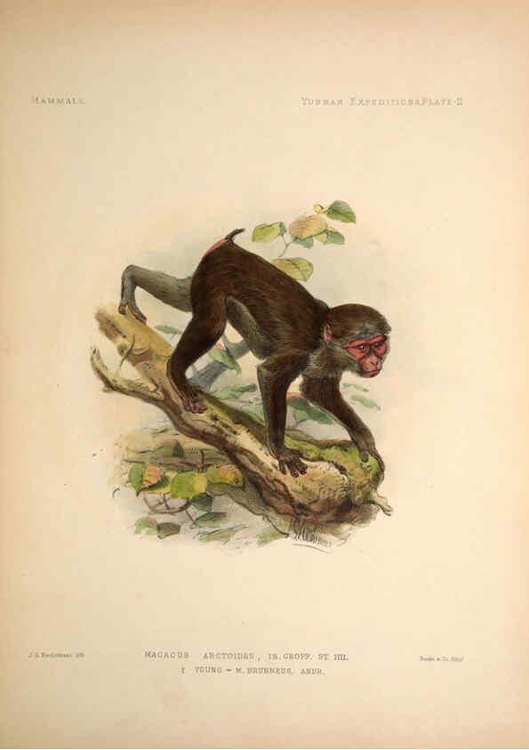 Reproducción/Reproduction 6257622667: Anatomical and zoological researches v.2. London,B. Quaritch,1878