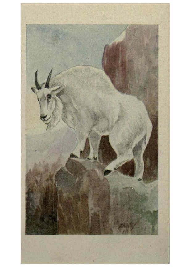 Reproducción/Reproduction 6257102039: Animal guide, North American wild animals Worcester, Mass. :C. K. Reed,1915