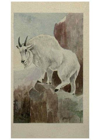 Reproducción/Reproduction 6257102039: Animal guide, North American wild animals Worcester, Mass. :C. K. Reed,1915