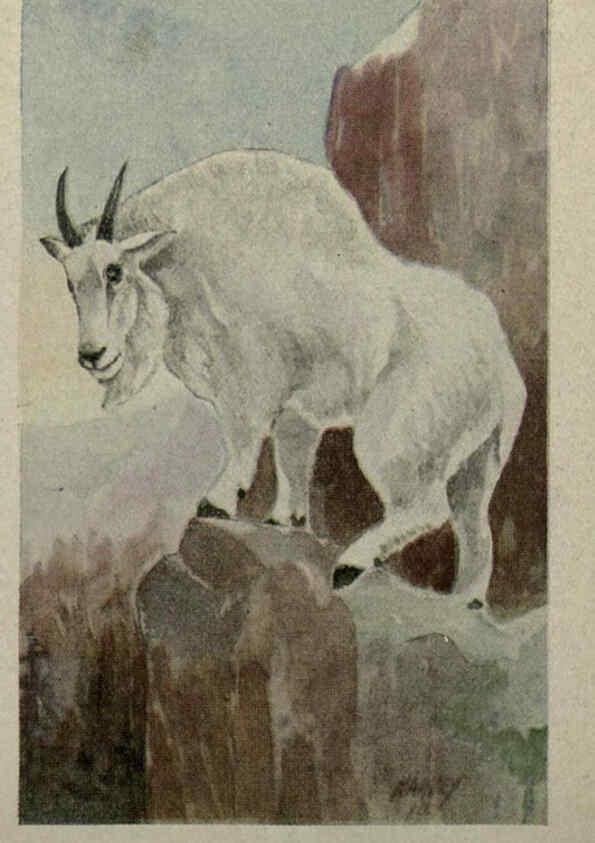 Reproducción/Reproduction 6257102039: Animal guide, North American wild animals Worcester, Mass. :C. K. Reed,1915