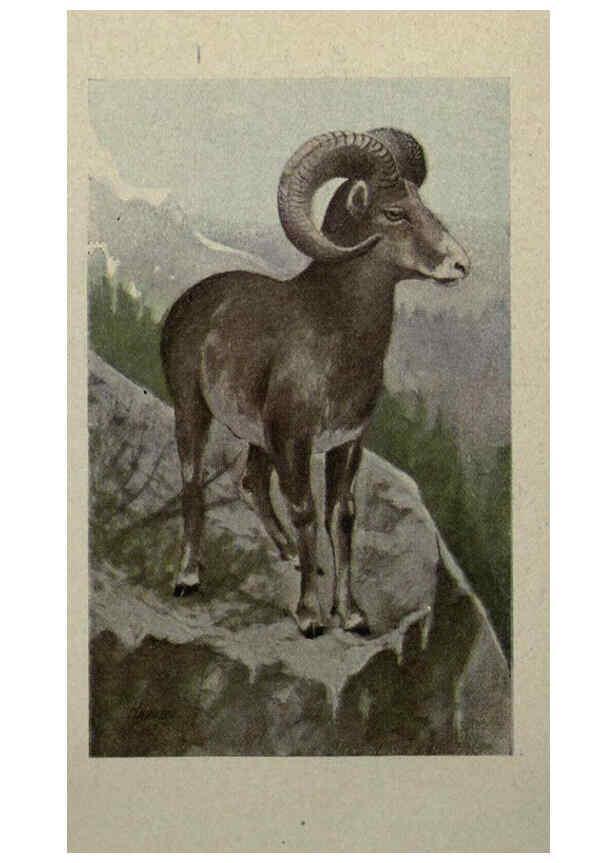 Reproducción/Reproduction 6257102315: Animal guide, North American wild animals Worcester, Mass. :C. K. Reed,1915