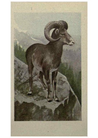 Reproducción/Reproduction 6257102315: Animal guide, North American wild animals Worcester, Mass. :C. K. Reed,1915