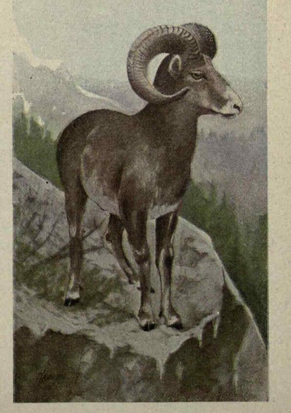 Reproducción/Reproduction 6257102315: Animal guide, North American wild animals Worcester, Mass. :C. K. Reed,1915