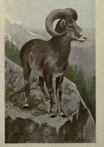 Reproducción/Reproduction 6257102315: Animal guide, North American wild animals Worcester, Mass. :C. K. Reed,1915