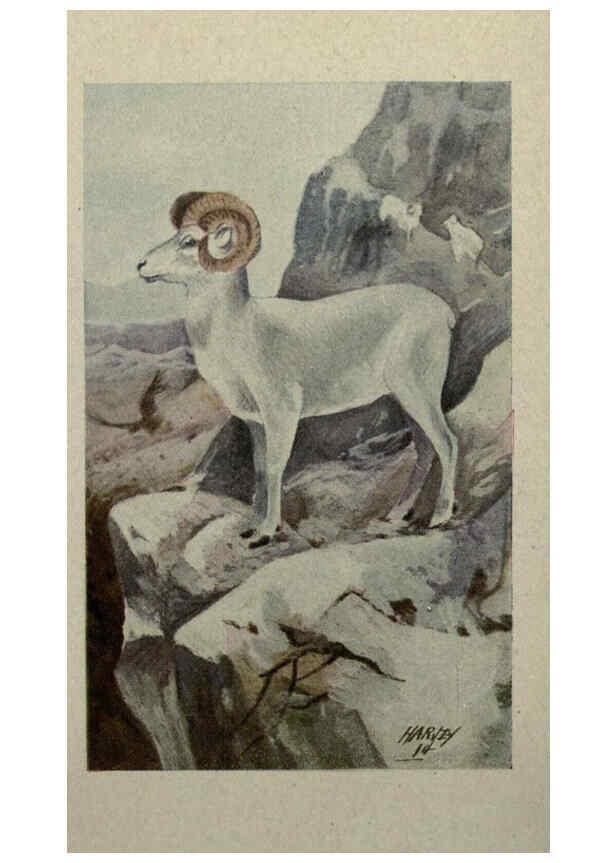 Reproducción/Reproduction 6257102531: Animal guide, North American wild animals Worcester, Mass. :C. K. Reed,1915