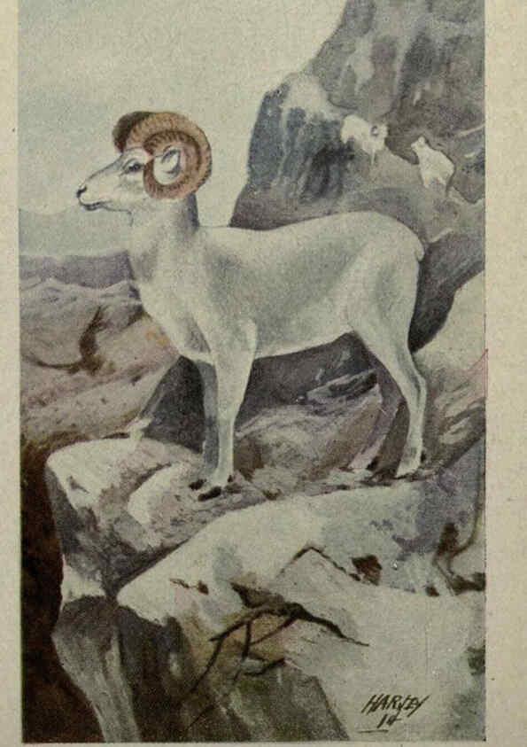 Reproducción/Reproduction 6257102531: Animal guide, North American wild animals Worcester, Mass. :C. K. Reed,1915