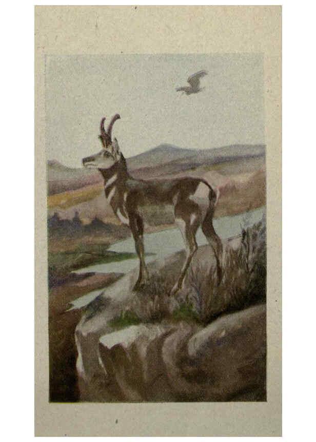 Reproducción/Reproduction 6257103001: Animal guide, North American wild animals Worcester, Mass. :C. K. Reed,1915