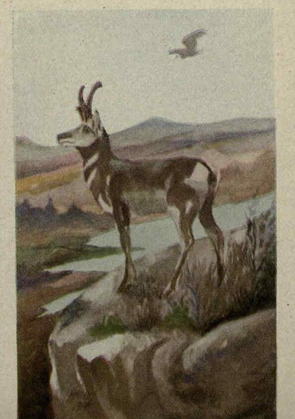 Reproducción/Reproduction 6257103001: Animal guide, North American wild animals Worcester, Mass. :C. K. Reed,1915