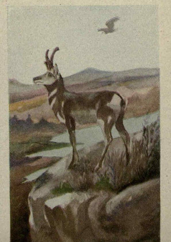 Reproducción/Reproduction 6257103001: Animal guide, North American wild animals Worcester, Mass. :C. K. Reed,1915