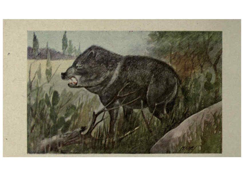 Reproducción/Reproduction 6257103201: Animal guide, North American wild animals Worcester, Mass. :C. K. Reed,1915