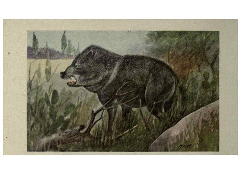 Reproducción/Reproduction 6257103201: Animal guide, North American wild animals Worcester, Mass. :C. K. Reed,1915
