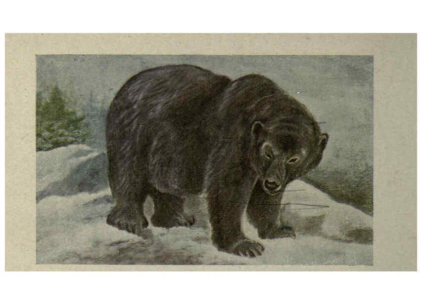 Reproducción/Reproduction 6257103439: Animal guide, North American wild animals Worcester, Mass. :C. K. Reed,1915